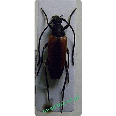 Stenurella melanura (Linnaeus, 1758) female Strangalia czarniawa